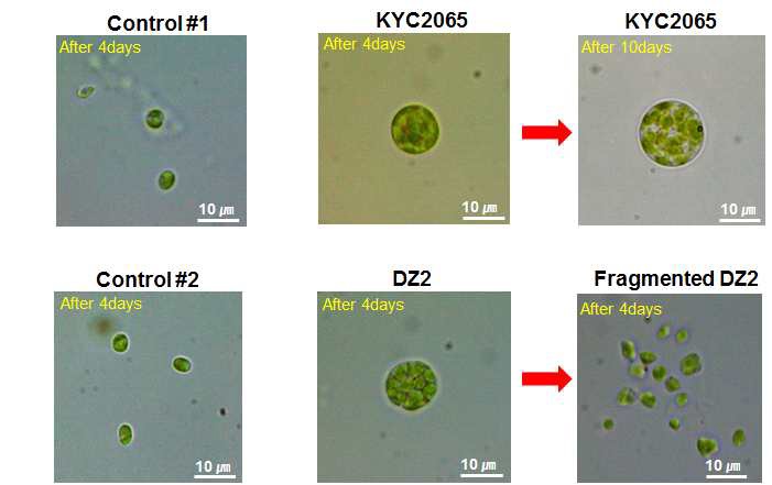 그림 8. DZ2, KYC1262 and 2065 분비물과 섞어서 배양했을 때, Cell의 크기변화