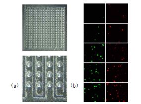 그림 5: 0.15㎠ 편방의 16x16 microneedle array의 광학 이미지