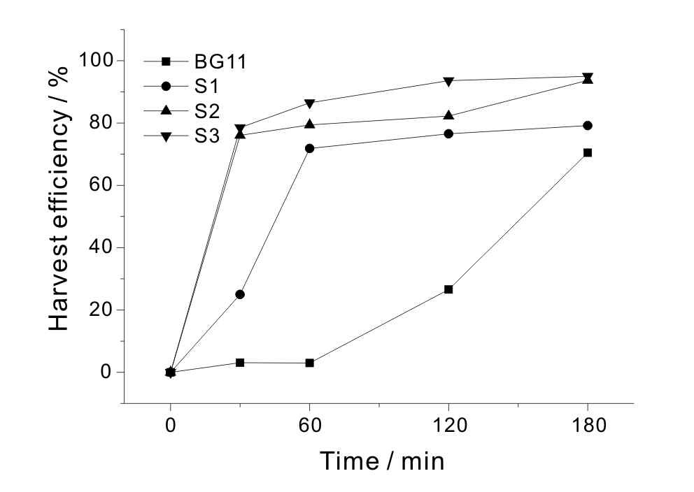 그림 4. BG11, S1, S2, S3에서의 시간에 따른 침전수확 효율변화