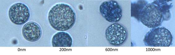 그림 3. pDMAMS의 코팅 두께에 따른 세포 파쇄 실험 결과. Evans blue 염색으로 세포 파쇄 여부를 관찰함