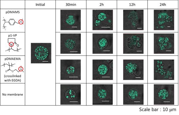 그림 12. pDMAMS, p1-VP, pDMAEMA-EGDA, pristine membrane 으로 처리한 Aurantiochytrium 세포의 상태