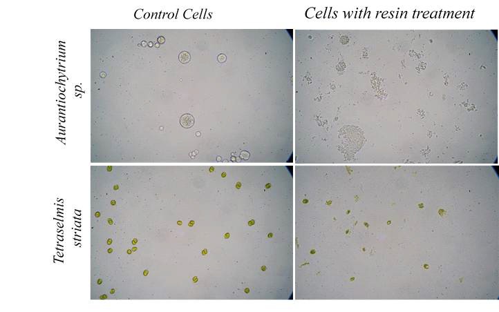 그림 1. Triiodie 수지를 이용한 미세조류 세포벽 파괴