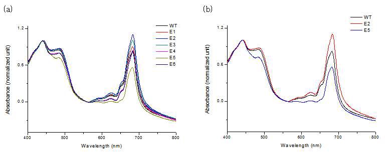 그림 2. (a) UV spectra of C. vulgaris wild-type, E1, E2, E3, E4, E5, and E6. (b) Comparison of UV spectra of C. vulgaris wild-type, E2, and E5.