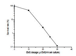 그림 1. EMS dosage 별 C. vulgaris의 생존률