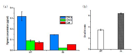 그림 3. (a) Pigment contents and (b) Pigment ratio of the C. vulgaris wild-type, E2, and E5. Pigment was extracted from the cells in mid exponential phase.