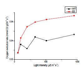 그림 4. WT과 E5의 산소 발생량 비교. 엽록소 1g 당 발생하는 산소의 양으로 표준화하였다.