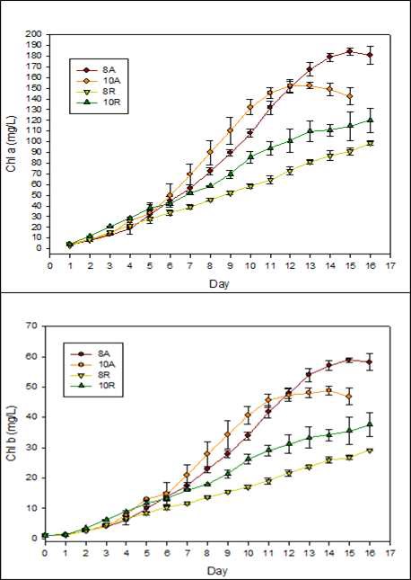 그림 4. Change of chlorophyll amount of Chlorella vulgaris in autoclaved and raw livestock wastewater with dilution rate as 8 and 10. A: autoclaved, R: raw
