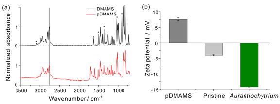 그림 28. (a) DMAMS 단량체와(검은색) 멤브레인에 코팅된 pDMAMS의(빨간색) FT-IR spectra (b) Aurantiochytrium sp. KRS101 cell 과 pDMAMS 코팅/비코팅(pristine) 멤브레인 표면의 제타포텐셜