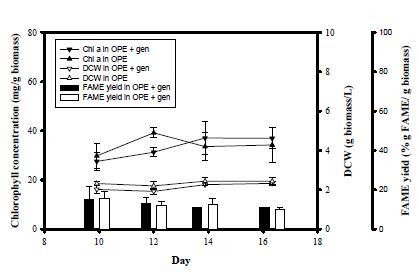 그림 45. Axenic culture를 이용하여, OPE 배지 및 10 μg/ml gentamicin이 첨가된 OPE 배지에서 배양을 하였을 시 Stationary stage 이후 chlorophyll, DCW, 그리고 FAME 함량의 변화