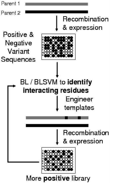 Boolean learning과 SVMs을 사용한 단백질 유전자 재조합 라이브러리 개선 알고리즘