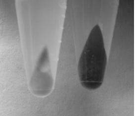 Avicel과 리그닌의 1:1 혼합물을 시료로 사용하여 1-methylimidazole 처리(왼쪽)하였을 경우와 버퍼 (오른쪽)를 처리하였을 경우 리그닌 용출 비교.