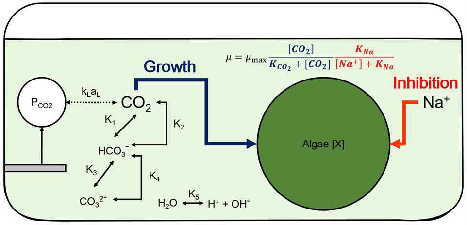 탄산수소염의 영향을 고려한 미세조류 성장 동적모델의 개념도