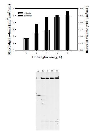[위] 초기 포도당 농도에 따른 박테리아와 Chlorella sp. KR-1의 부피 분산도 [아래]초기 포도당 농도에 따른 배양액내 증폭된 박테리아 16S rRNA 유전자조각의 DGGE 패턴, A; 독립영양 조건, B-E; 초기 포도당농도 1,2,3,5 g/L