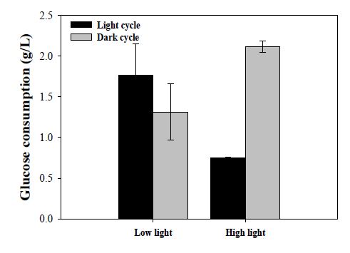 빛 세기에 따른 배양액 내 light cycle 및 dark cycle에서의 포도당 소비율