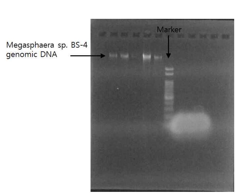 Megasphaera hexanoica의 추출된 DNA