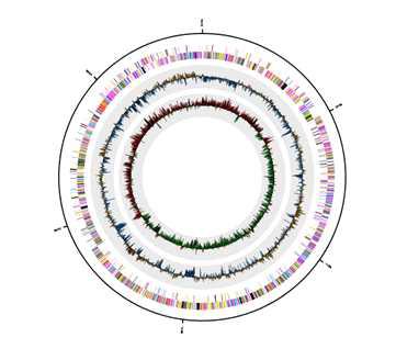 Megasphaera hexanoica의 genome circular map