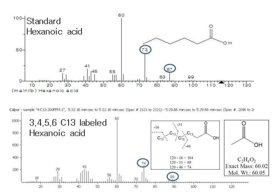 Butyric acid-1,2,3,4-13C를 첨가한 조건에서 생산된 hexanoic acid의 동위원소 추적과정