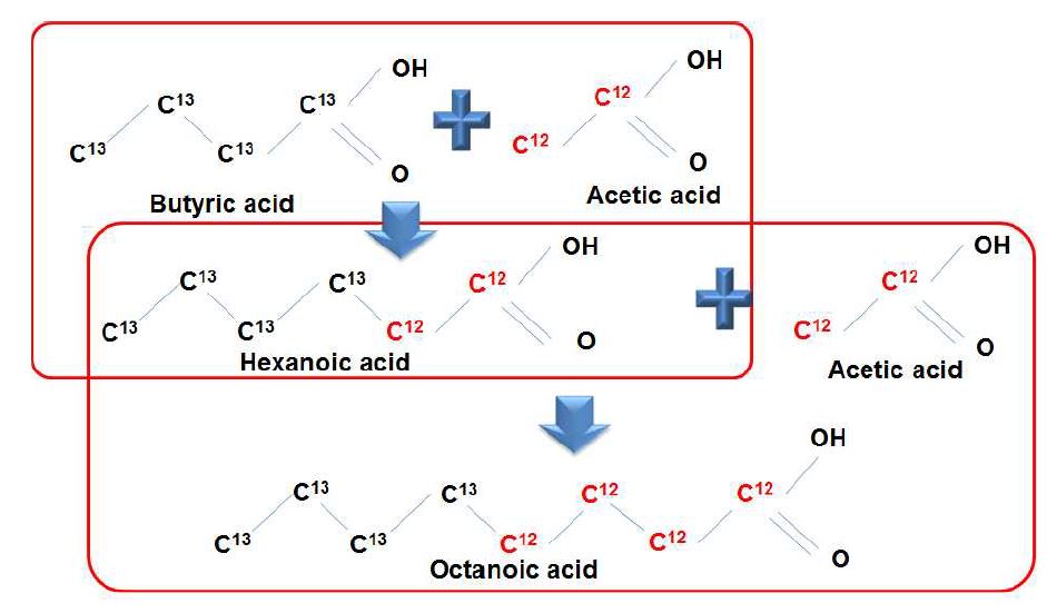 Hexanoic acid 생산에서의 butyric acd의 방향성