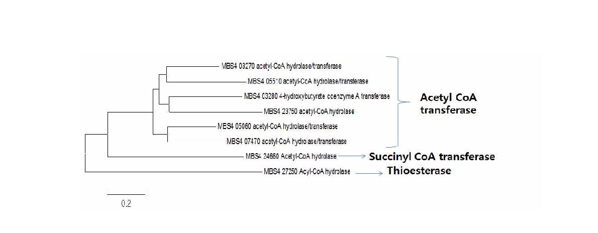 Phylogenetic tree of M. hexanoica acetyl CoA transferases