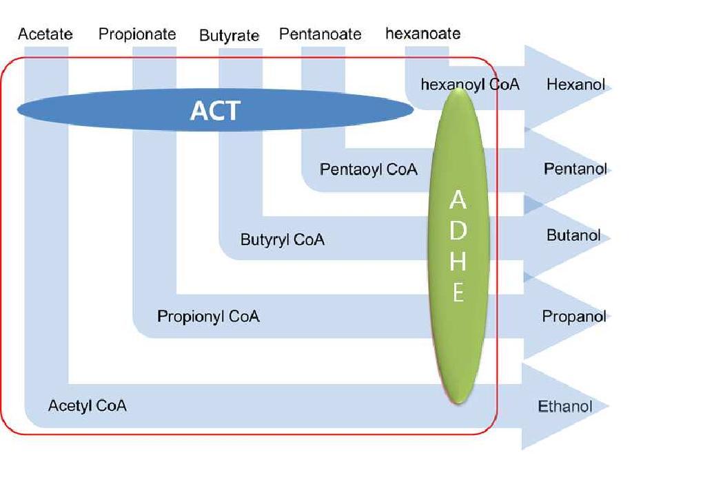 E. coli를 이용한 acetyl CoA transferase를 평가하기 위한 전략