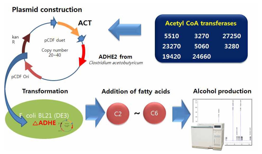 ADHE가 knock-out된 E coli를 이용한 acetyl CoA transferase의 기능평가전략