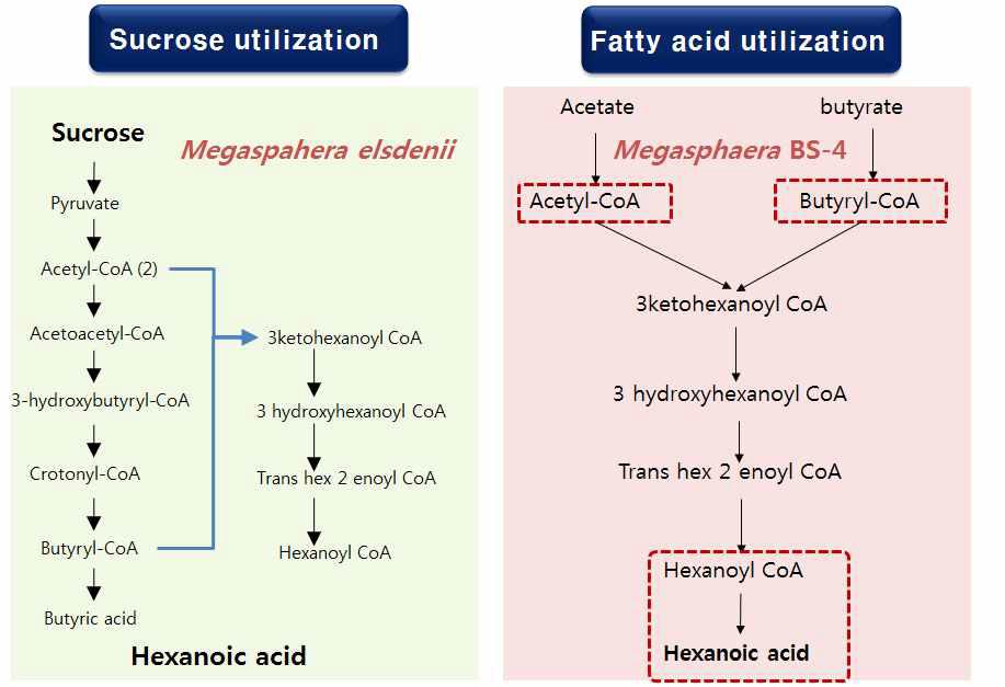 Hexanoic acid 생산 pathway