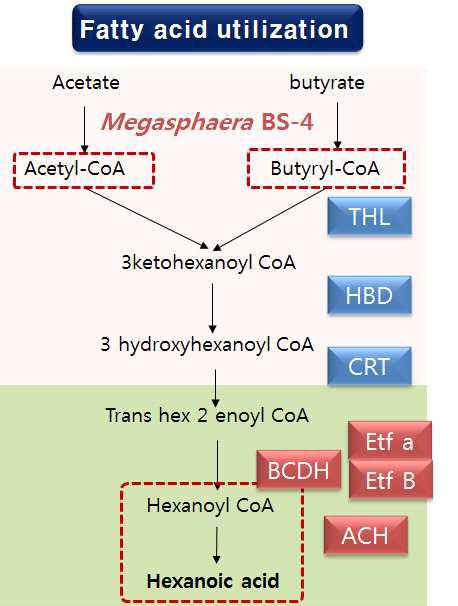 hexanoica의 hexanoic acid 생산관련 pathway와 관련 효소 위치