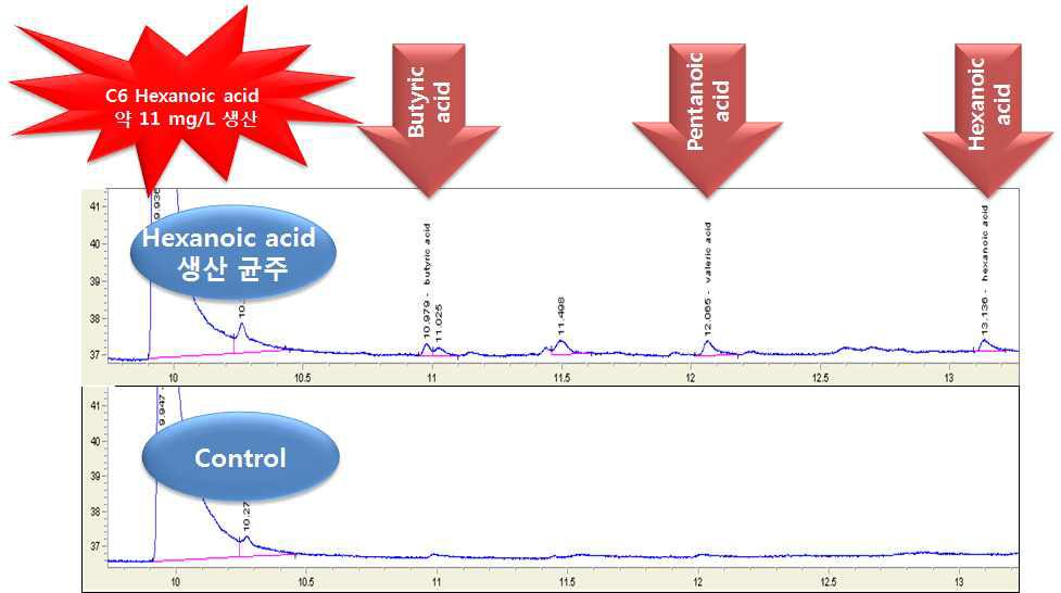 Hexanoic acid 생산 플랫폼 균주를 이용한 생산 성능 평가
