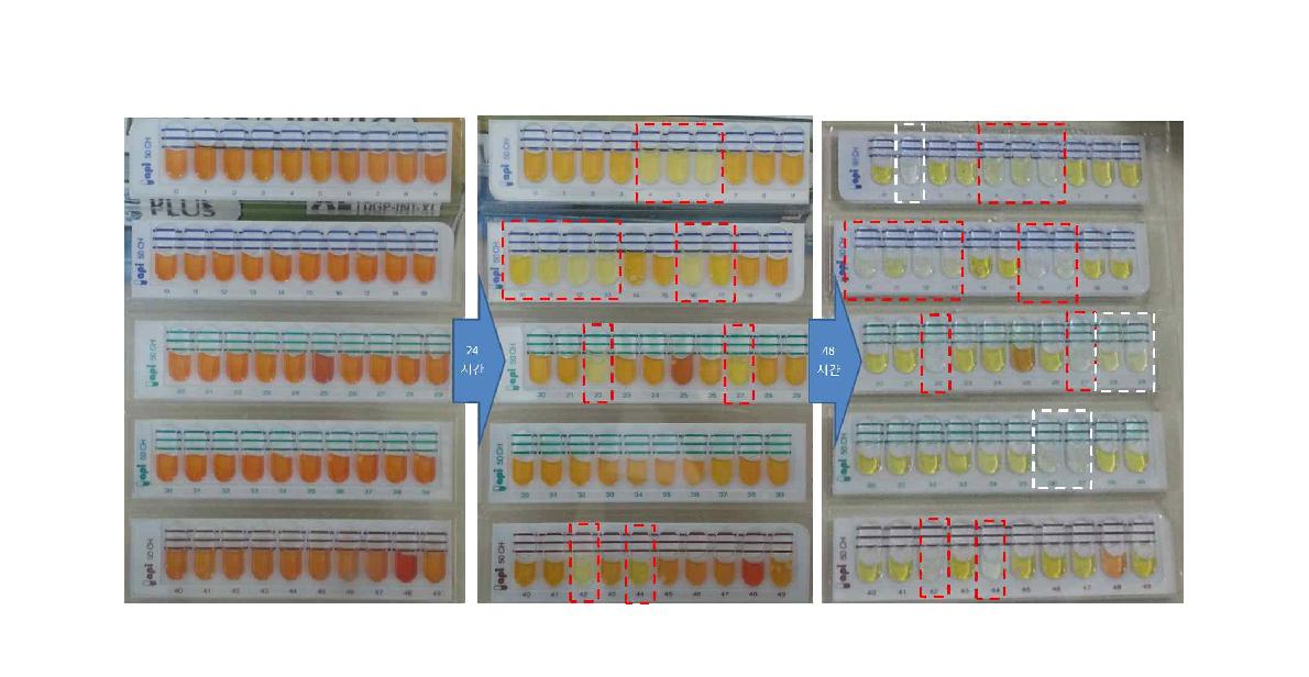 Caproiproducens galactitolivorans의 탄소원 이용 API 50 CH TEST