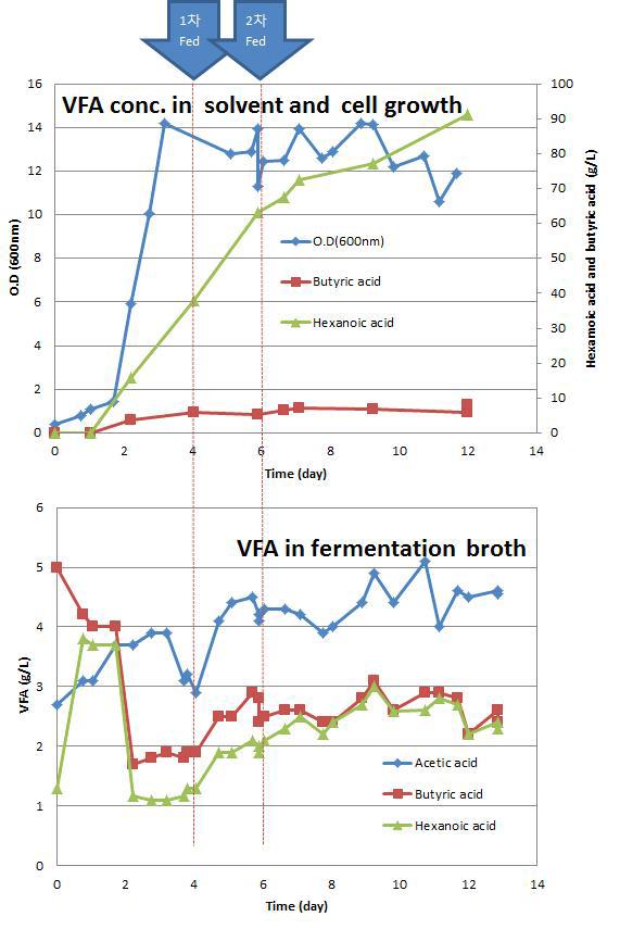 솔벤트층(Solvent layer)과 배양액층(fermentation broth)의 fatty acids 농도