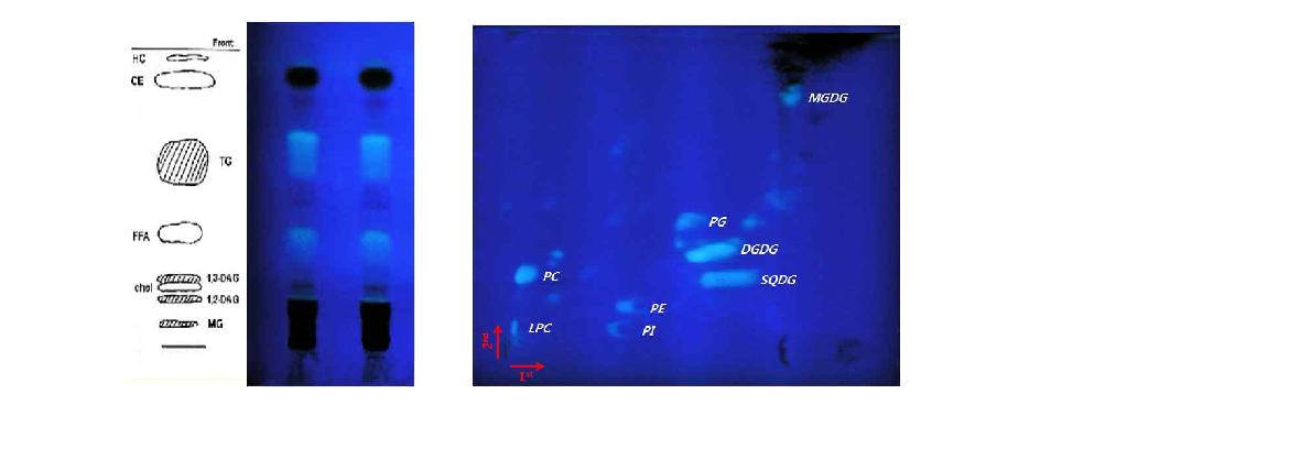 그림 12. 연구단 제공 미세조류인 Nannochloropsis Oceania의 total lipids를 TLC를 통해 각각의 지질을 분리한 모습.