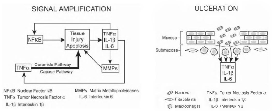 mucositis 생성 과정