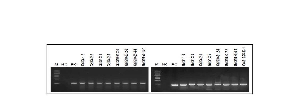 Genomic DNA PCR analysis of transgenic Gongdae watermelon plants usingthe CaMV35S promoter region(left) and NPTII gene(right) specific primers in binary vector pBI121-1.