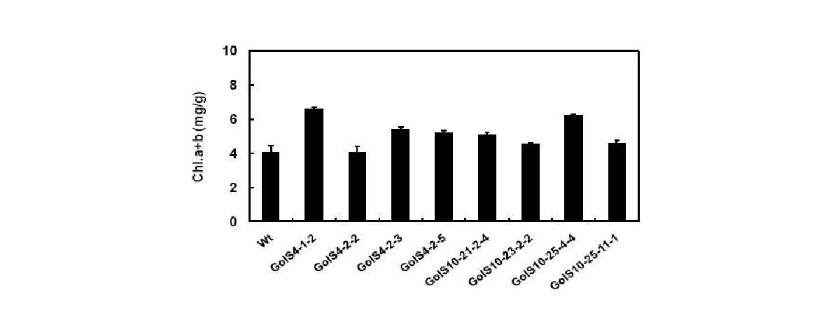 Chlorophyll content in leaf discs of T3 or T4 lines of CsGolS1-overexpressingGongdae watermelon 5 days after dipping in the 50 mM NaCl solution.