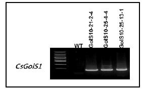 Genomic DNA PCR analysis of transgenic Gongdae watermelon plants usingthe specific primers in the cucumber galactinol synthase 1 gene(CsGolS1). M, size marker