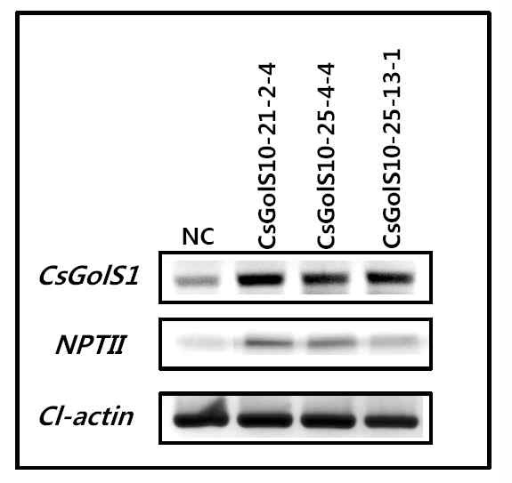 A semi-quantitative RT-PCR profile measuring the expression of CsGolS1gene and NPTII gene specific primers in binary vector pBI121-1 in transgenic Gongdae watermelon and actin gene as a control.