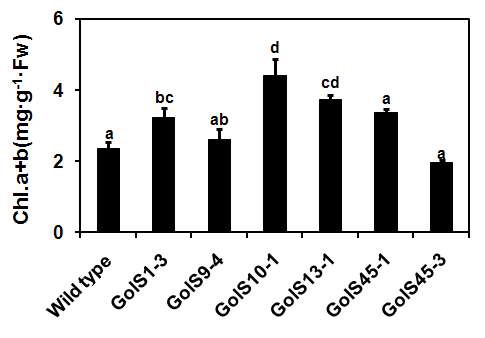 Chlorophyll content in leaf discs of T1 lines of the CsGolS1-overexpressingGongdae watermelon 5 days after dipping in 250 mM mannitol solution.