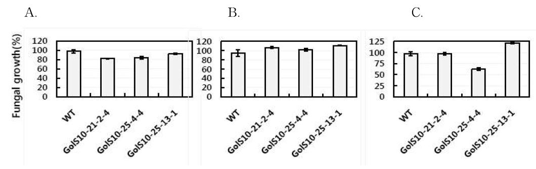 Effect of total protein extract of the CsGolS1-overexpressing gongdaewatermelon(T4 line) on in vitro growth of the fungal pathogen F. oxysproum KACC 40901 R1(A), KACC 40901 R2(B) and KACC40905(C). F. oxysproum was grown in the presense of protein extracts from transgenic plants