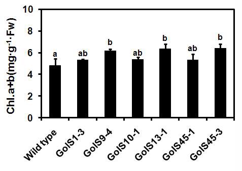 Comparison of chlorophyll content between in wild type and inCsGolS1-over-expressing transgenic Gong-dae (T1) lines after heat stress.