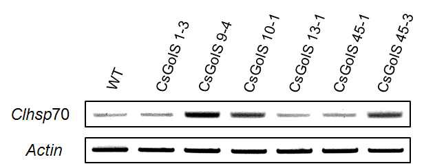 A semi-quantitative RT-PCR profile using the Clhsp70 gene specific primersin the CsGols1 transgenic Gongdae watermelon.