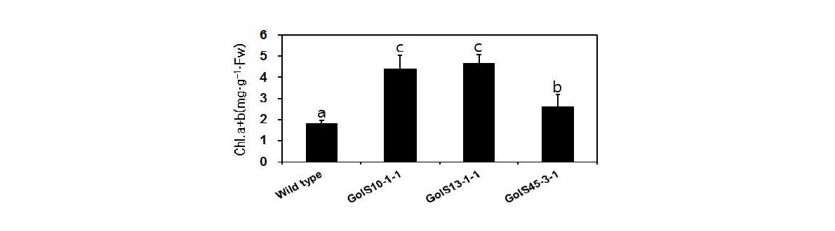 Chlorophyll content in leaf discs of T3 lines of the CsGolS1-overexpressingGongdae watermelon 5 days after dipping in the 250 mM NaCl solution.