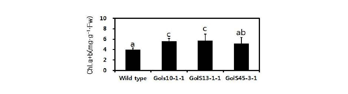 Comparison of chlorophyll content between in wild type andCsGolS1-over-expressing transgenic Gong-dae (T3) lines after heat stress.