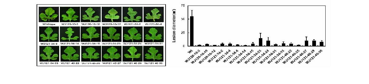 Disease resistance induced in T4 lines of the Pepper defensin(J1-1)-overexpressing Gongdae watermelon against D. bryoniae infection.