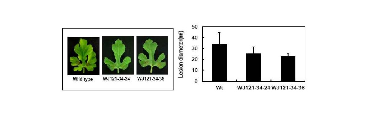 Disease resistance induced in T4 lines of the Pepper defensin(J1-1)-overexpressing Gongdae watermelon against C. orbiculare infection.