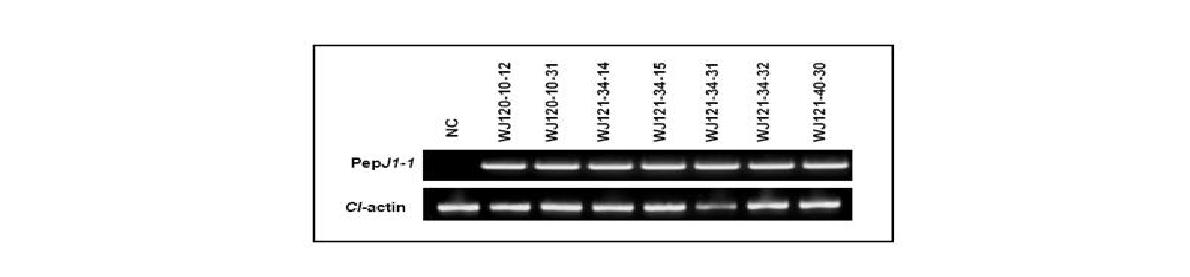 A semi-quantitative RT-PCR profile measuring the expression of PepJ1-1gene in transgenic Gongdae watermelon.