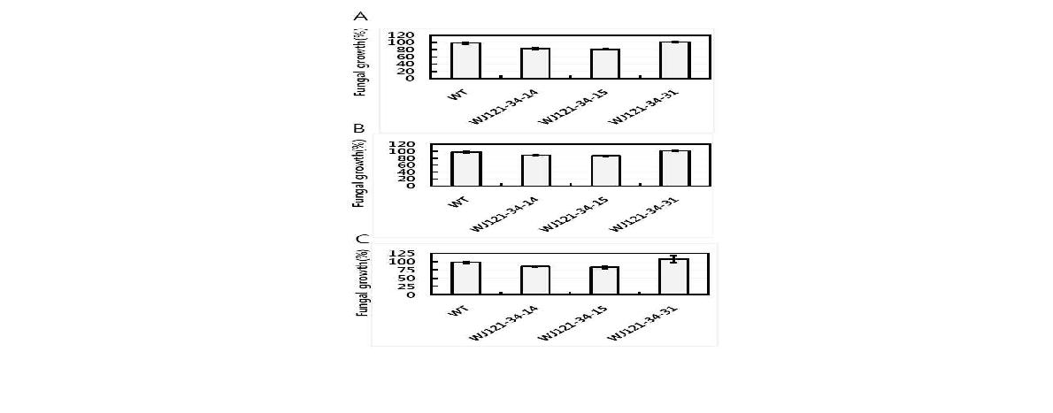 Effect of total protein extract of the PepJ1-1-overexpressing gongdaewatermelon(T4 line) on in vitro growth of the fungal pathogen F. oxysproum KACC 40901 R1(A), KACC 40901 R2(B) and KACC40905(C).