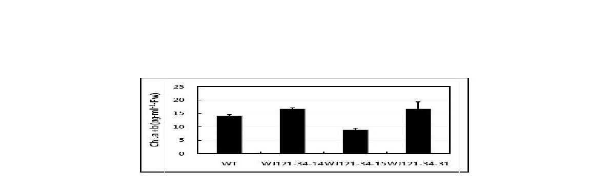 Chlorophyll content in leaf discs of T4 lines of Pepper defensin(J1-1)-overexpressing Gongdae watermelon 5 days after dipping in the 50 mM NaCl solution.