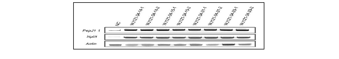 A semi-quantitative RT-PCR profile using the PepJ1-1 gene and NPTIIgene specific primers in transgenic Gongdae watermelon.