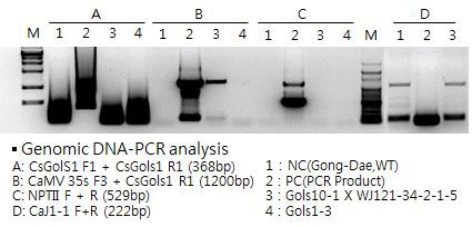 선발예정 교배라인의 genomic DNA PCR을 이용한 CsGolS1 유전자 및 Pep J1-1 유전자 도입 검정.