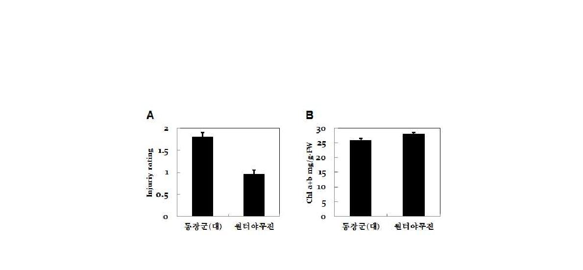 중간모본(품종명: 윈터야무진)과 대조구(품종명: 동장군)의 4℃ 저온처리에 의한 본엽 피해정도와 그에 따른 클로로필 함량 비교결과